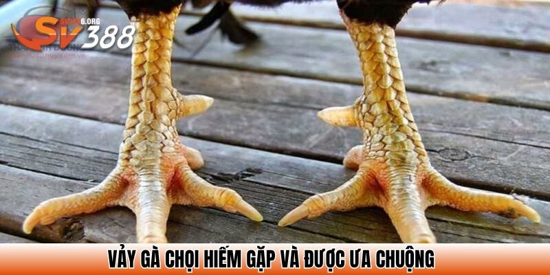 Vảy gà chọi hiếm gặp và được ưa chuộng