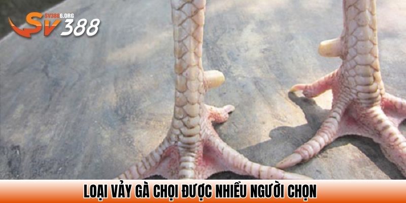 Loại vảy gà chọi được nhiều người chọn