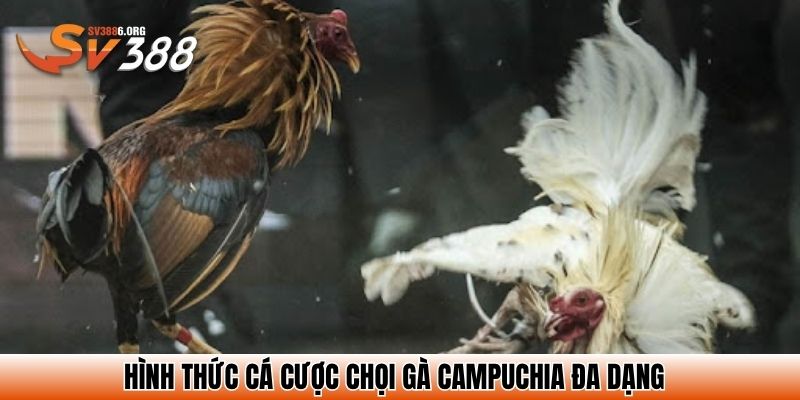 Hình thức cá cược chọi gà Campuchia đa dạng