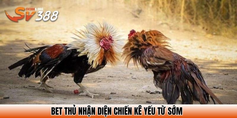 Bet thủ nhận diện chiến kê yếu từ sớm
