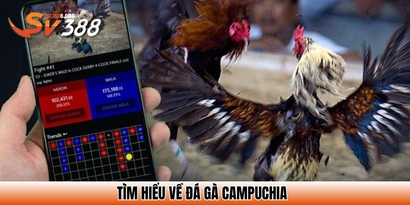 Tìm hiểu về đá gà Campuchia