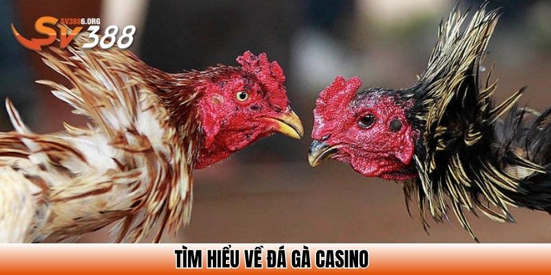 Đá Gà Casino - Hình Thức Cá Cược Vô Cùng Hấp Dẫn Hiện Nay 2 Tìm hiểu về đá gà casino