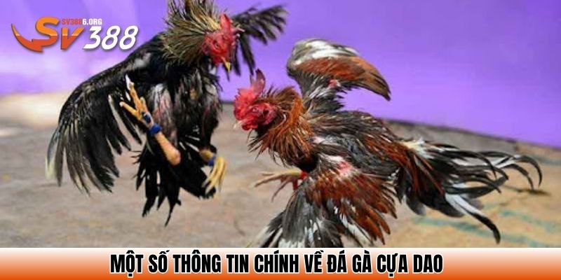 Một số thông tin chính về đá gà cựa dao