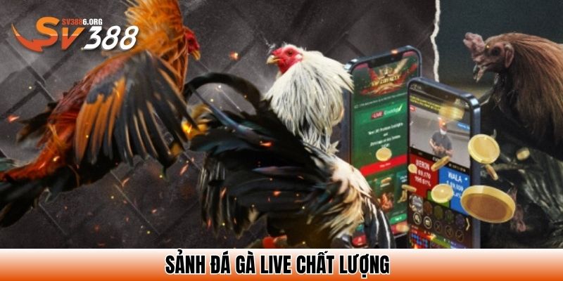 Sảnh đá gà Live chất lượng