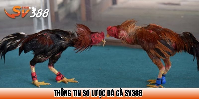 Thông tin sơ lược đá gà SV388