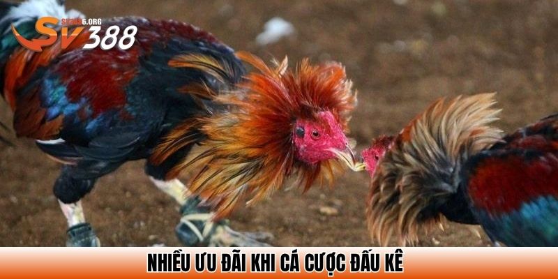 Nhiều ưu đãi khi cá cược đấu kê