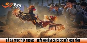 da ga truc tiep thomo