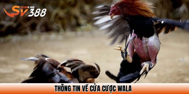 Thông tin về cửa cược Wala