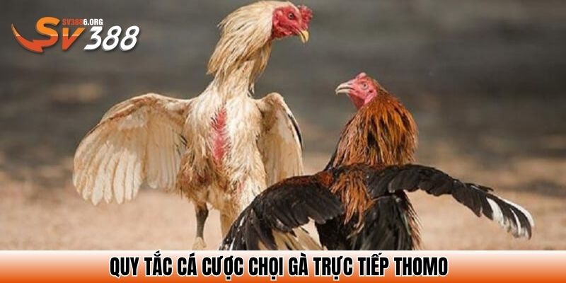Quy tắc cá cược chọi gà trực tiếp Thomo