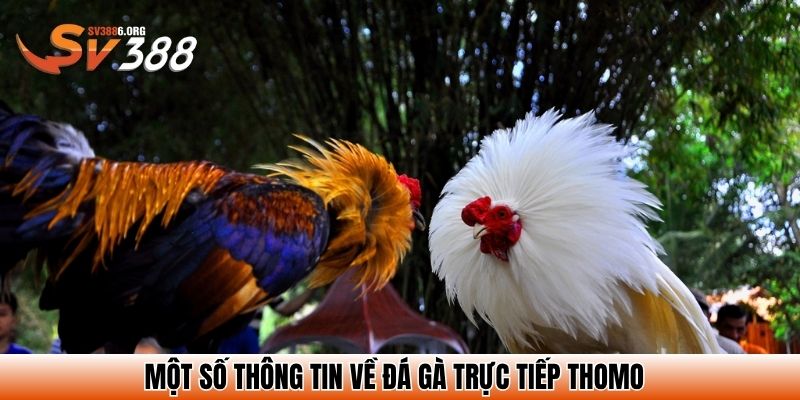 Một số thông tin về đá gà trực tiếp Thomo
