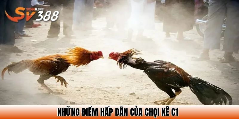 Những điểm hấp dẫn của chọi kê C1