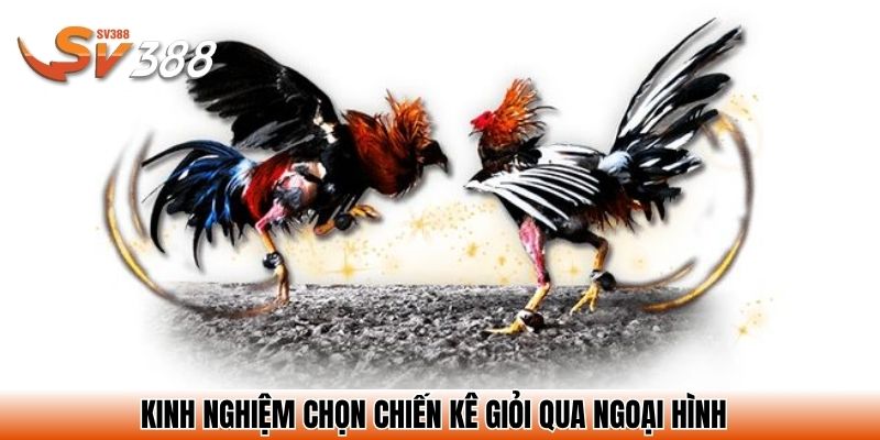 Kinh nghiệm chọn chiến kê giỏi qua ngoại hình