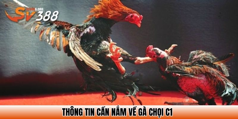Thông tin cần nắm về gà chọi C1