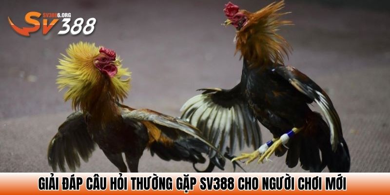Trang Chủ SV388 - Link Đăng Ký Đăng Nhập 2025 - Nhà Cái Đá Gà Đẳng Cấp 28 Giải đáp câu hỏi thường gặp SV388 cho người chơi mới