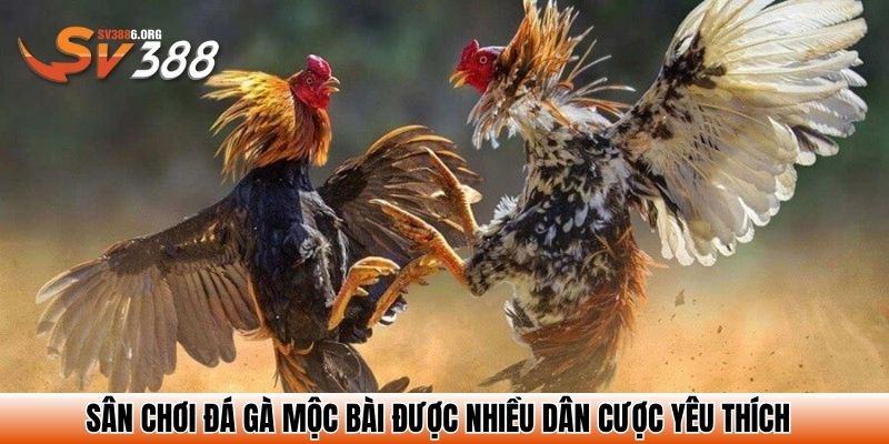 Trang Chủ SV388 - Link Đăng Ký Đăng Nhập 2025 - Nhà Cái Đá Gà Đẳng Cấp 25 Sân chơi đá gà Mộc Bài được nhiều dân cược yêu thích