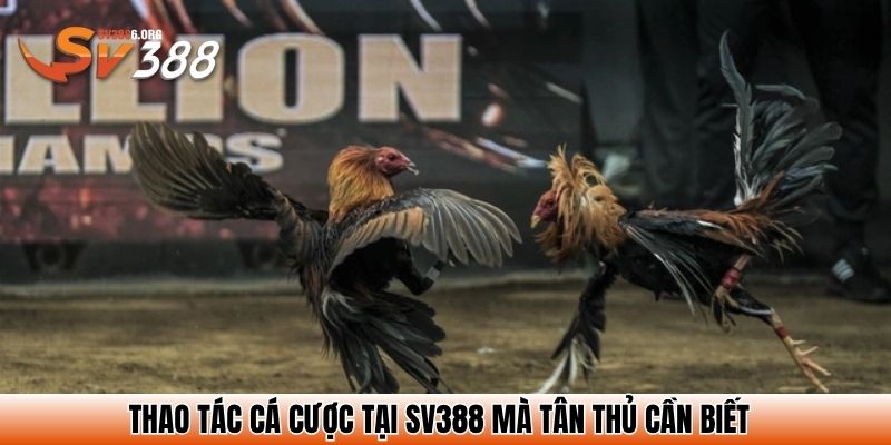 Trang Chủ SV388 - Link Đăng Ký Đăng Nhập 2025 - Nhà Cái Đá Gà Đẳng Cấp 26 Thao tác cá cược tại SV388 mà tân thủ cần biết