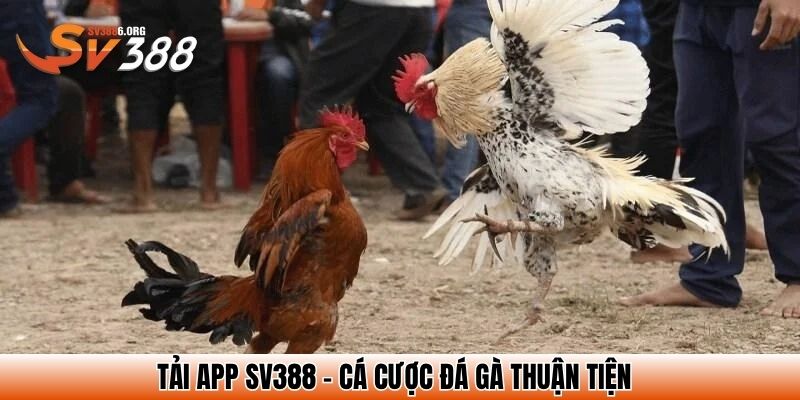 Trang Chủ SV388 - Link Đăng Ký Đăng Nhập 2025 - Nhà Cái Đá Gà Đẳng Cấp 27 Tải app SV388 - Cá cược đá gà thuận tiện
