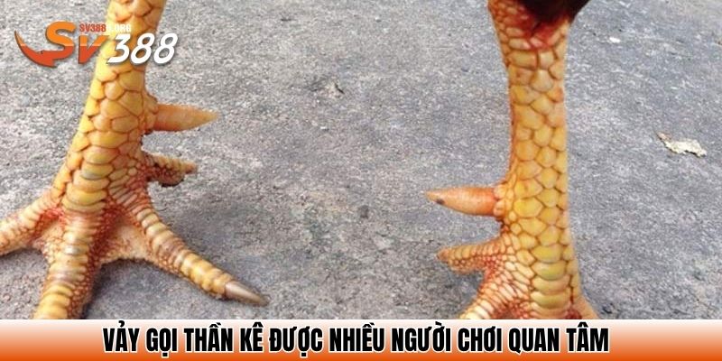 Vảy gọi thần kê được nhiều người chơi quan tâm