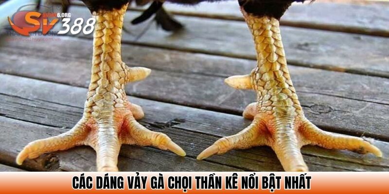 Các dáng vảy gà chọi thần kê nổi bật nhất