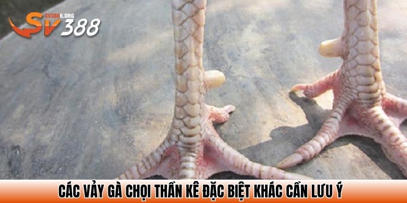 Các vảy gà chọi thần kê đặc biệt khác cần lưu ý